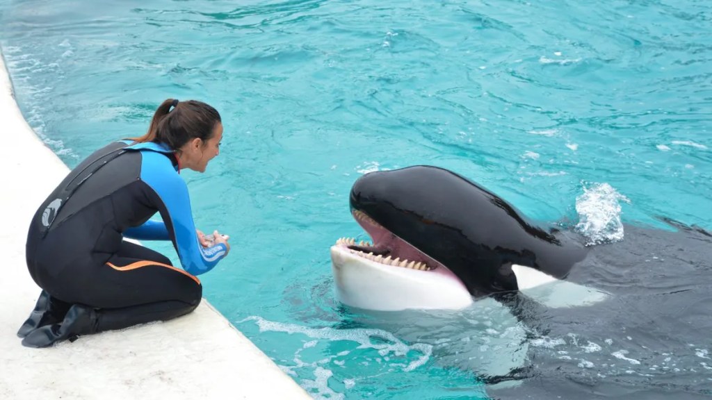 Adiós a Kshamenk: la orca que marcó una era en San Clemente del&nbsp;Tuyú