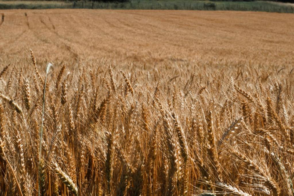 Cae 7% el área sembrada de trigo en zona de Bahía Blanca