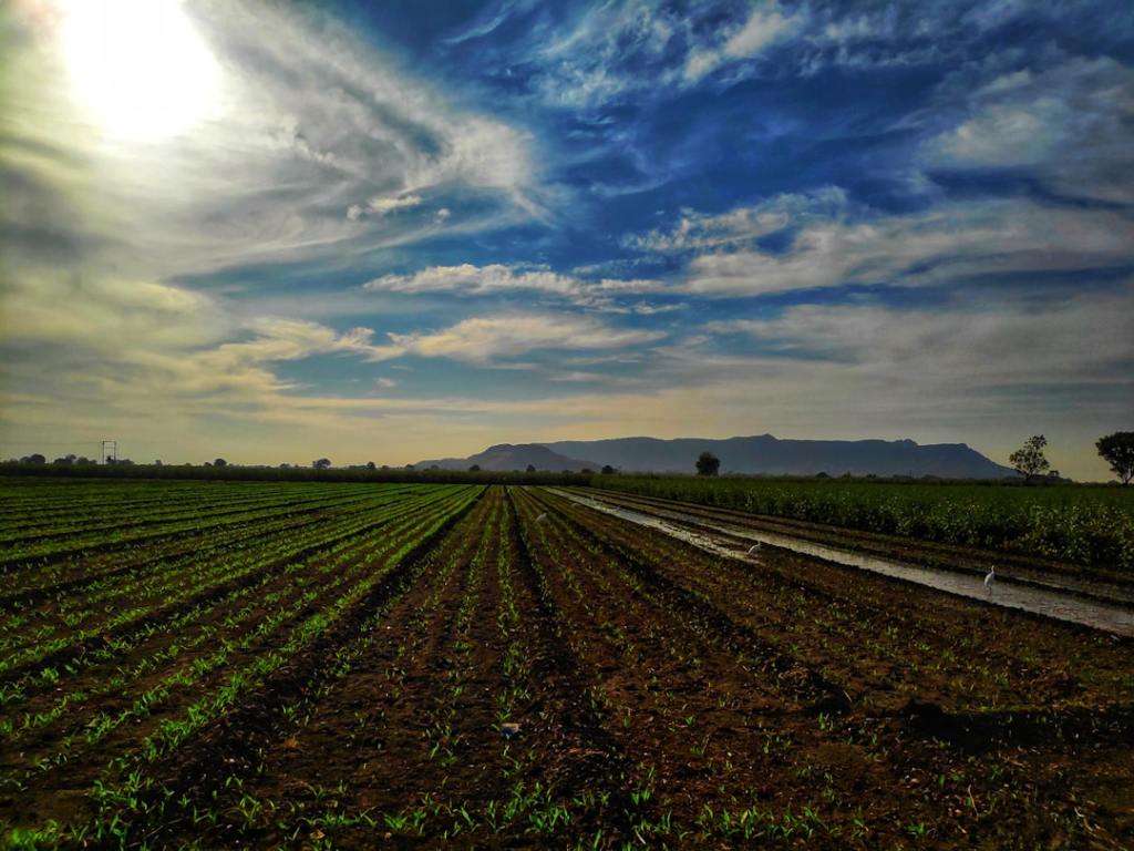 Syngenta comercializa «Authence» para enfrentar malezas resistentes