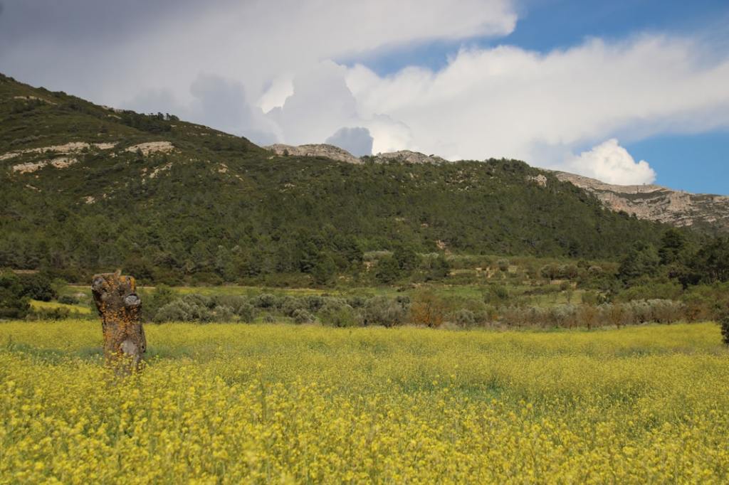 Invierno agrícola: colza, cártamo y camelina abren nuevas&nbsp;posibilidades