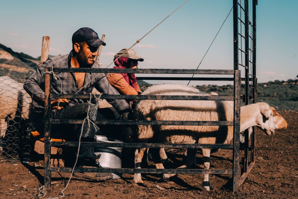 Pumas acechan: productores cierran campos por ataques a&nbsp;ganado