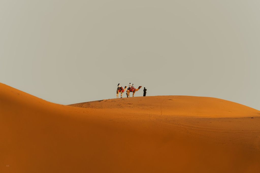 Fotógrafo francés documentó al gato de las arenas en el desierto&nbsp;marroquí